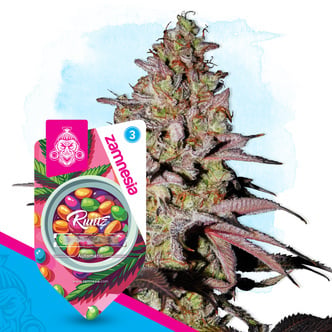Runtz Auto (Zamnesia Seeds) femminizzata