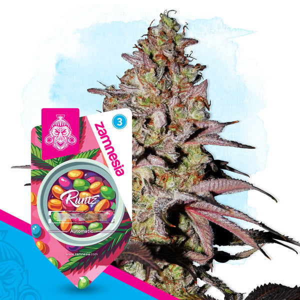 Runtz Auto (Zamnesia Seeds) femminizzata