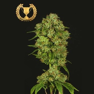 Casey Jones (Devil's Harvest Seeds) Femminizzata