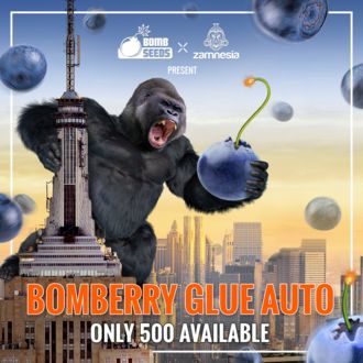 Bomberry Glue Auto (Bomb Seeds x Zamnesia) femminizzata