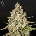 Lost Pearl (Greenhouse Seeds) femminizzata