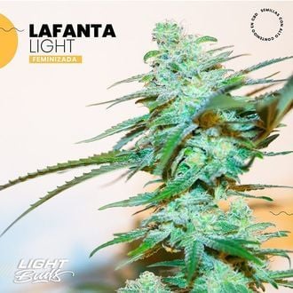 Lafanta Light (Light Buds) femminizzata