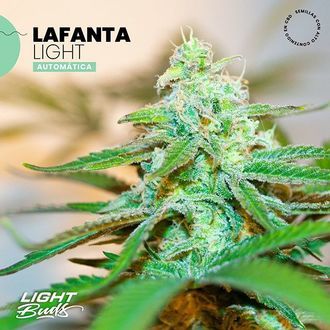 Lafanta Light Auto (Light Buds) femminizzata