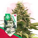Wedding Cake Auto (Zamnesia Seeds) femminizzata