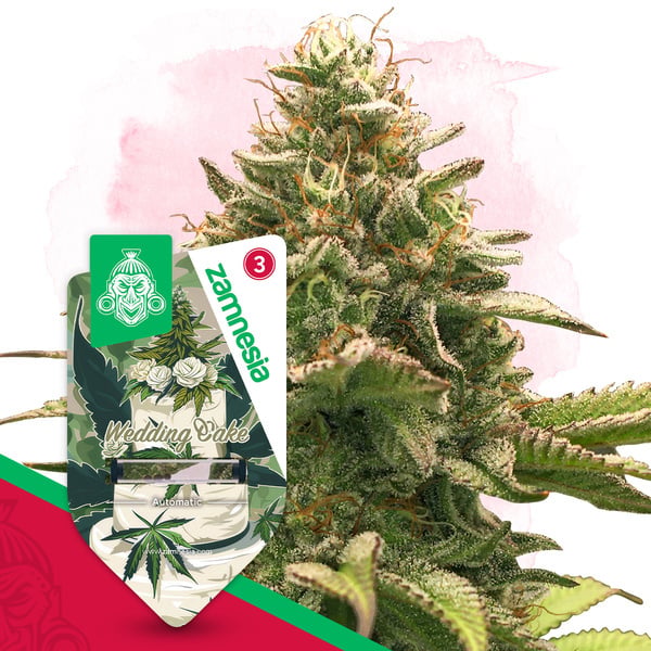 Wedding Cake Auto (Zamnesia Seeds) femminizzata