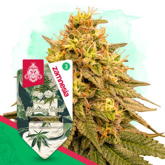 Wedding Cake (Zamnesia Seeds) femminizzata