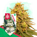 Wedding Cake (Zamnesia Seeds) femminizzata