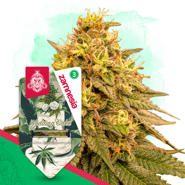 Wedding Cake (Zamnesia Seeds) femminizzata