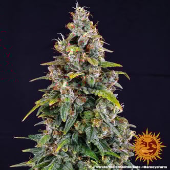 Watermelon Zkittlez Auto (Barney's Farm) femminizzata
