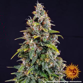 Watermelon Zkittlez Auto (Barney's Farm) femminizzata