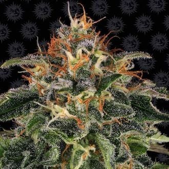 Moby Dick (Barney's Farm) femminizzata