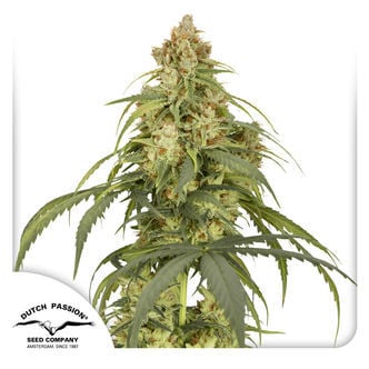 Auto CBD-Victory (Dutch Passion) femminizzata