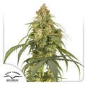 Auto CBD-Victory (Dutch Passion) femminizzata