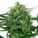 Sensi Amnesia (Sensi Seeds) femminizzata