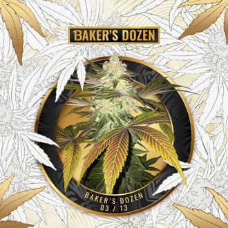 Baker's Dozen Exclusive (T.H.Seeds x Zamnesia) femminizzate