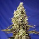 Runtz XL Auto (Sweet Seeds) femminizzata