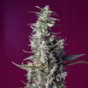 Sweet Cherry Pie (Sweet Seeds) femminizzata