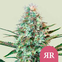 Royal Runtz (Royal Queen Seeds) femminizzata