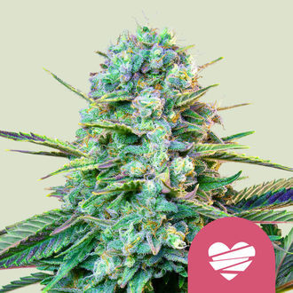 Wedding Crasher (Royal Queen Seeds) femminizzata