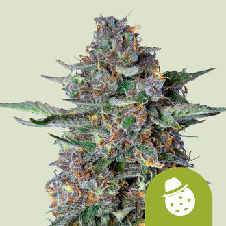 Do-Si-Dos Automatic (Royal Queen Seeds) femminizzata