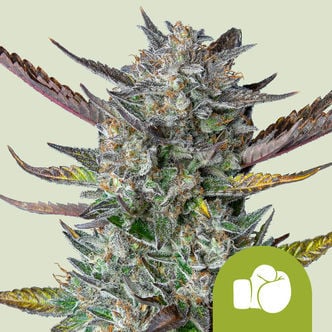 Purple Punch Automatic (Royal Queen Seeds) femminizzata