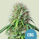 Royal CBG Automatic (Royal Queen Seeds) femminizzata