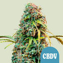 Royal CBDV Automatic (Royal Queen Seeds) femminizzata