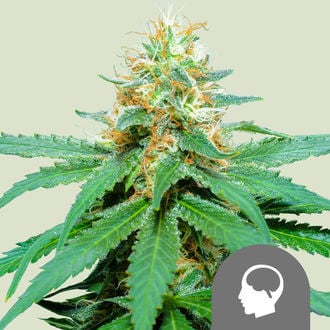 Amnesia Haze (Royal Queen Seeds) regolare