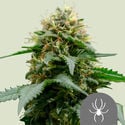 White Widow (Royal Queen Seeds) regolare