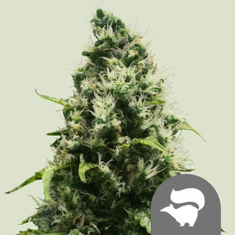 Skunk XL (Royal Queen Seeds) regolare