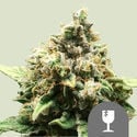 Critical (Royal Queen Seeds) regolare