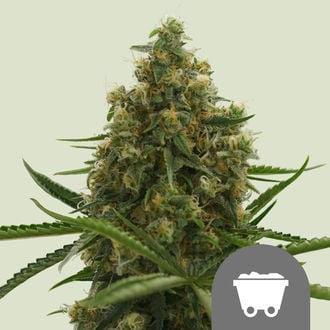 Shining Silver Haze (Royal Queen Seeds) regolare