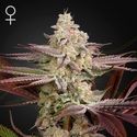 Chemical Bride (Greenhouse Seeds) femminizzata