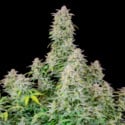 Forbidden Runtz Auto (FastBuds) femminizzata