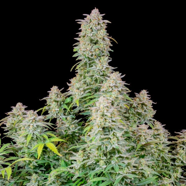 Forbidden Runtz Auto (FastBuds) femminizzata