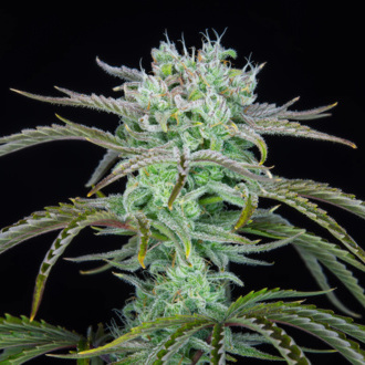 Strawberry Banana Auto (FastBuds) femminizzata