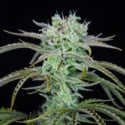 Strawberry Banana Auto (FastBuds) femminizzata
