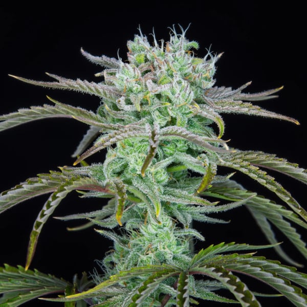 Strawberry Banana Auto (FastBuds) femminizzata