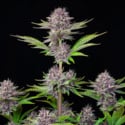 Purple Punch Auto (FastBuds) femminizzata