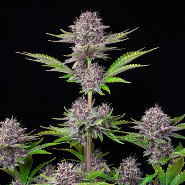Purple Punch Auto (FastBuds) femminizzata