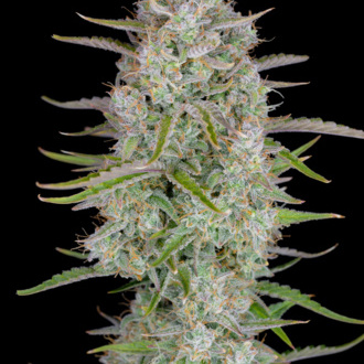 Wedding Glue Auto (FastBuds) femminizzata