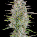 Wedding Glue Auto (FastBuds) femminizzata