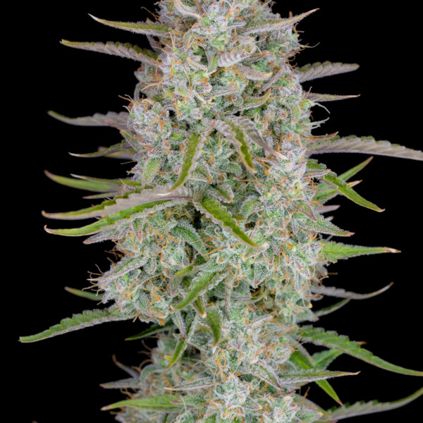 Wedding Glue Auto (FastBuds) femminizzata
