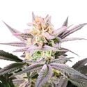 Watermelon Weddingcake (Growers Choice) femminizzata