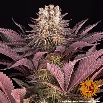 Mimosa x Orange Punch (Barney's Farm) femminizzata
