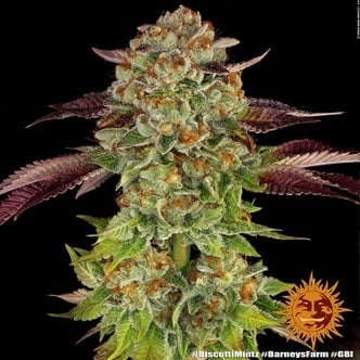 Biscotti Mintz (Barney's Farm) femminizzata
