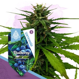 Blueberry (Zamnesia Seeds) femminizzata