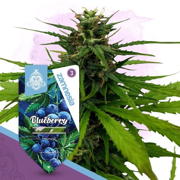 Blueberry (Zamnesia Seeds) femminizzata