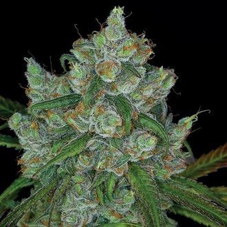 Bruce Banner 3 (Anesia Seeds) Femminizzata