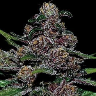 Auto Blackberry Moonrocks (Anesia Seeds) Femminizzata